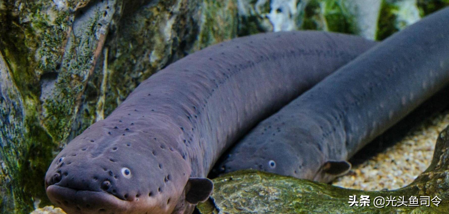 2亿年进化了6次，号称“水下高压电”的电鳗，为何被吃到濒危？
