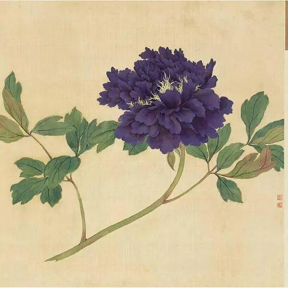 蒋廷锡牡丹画法,蒋廷锡百种牡丹画法