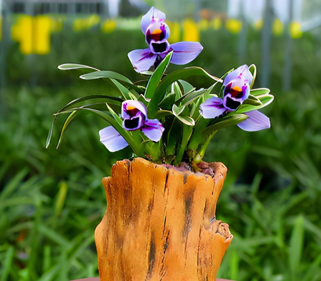 建兰花开富贵品种简介,建兰大红色兰花图片