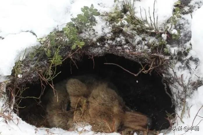 熊冬眠被挖出来,熊冬眠后被人吵醒了还会继续睡吗