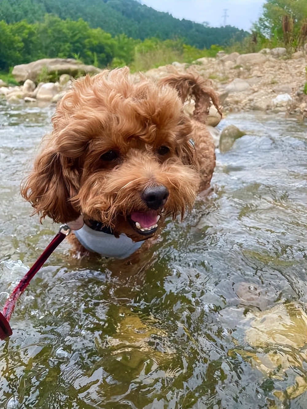 夏日养狗避坑指南,夏天如何养狗