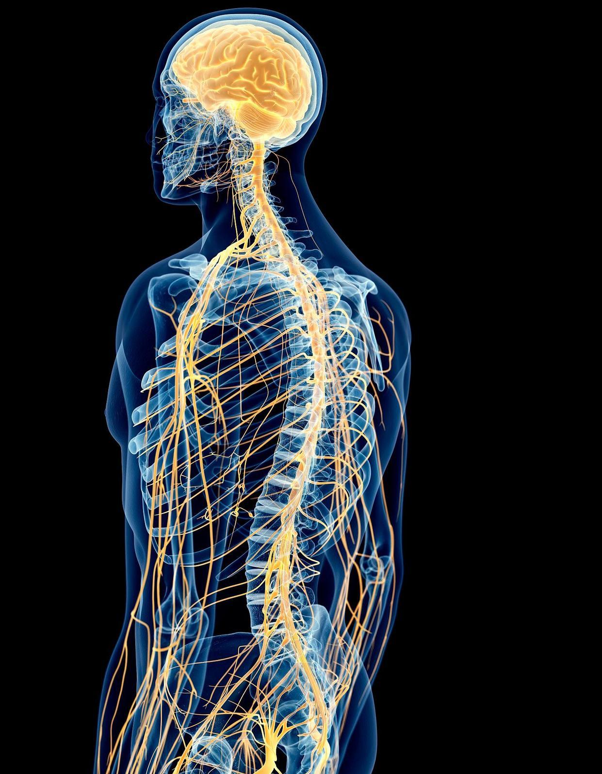 人被砍头后还有意识吗,为什么人被砍头后还能动