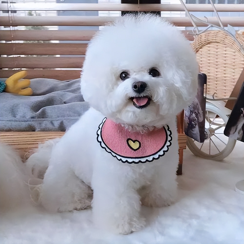 建议新手养的10种便宜狗狗不掉毛,建议穷人新手养的10种狗狗