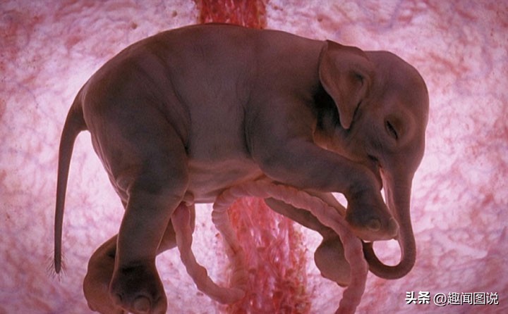 风靡美国的柠檬杯胸罩，印度*队军**的大象战机，36张图看世界