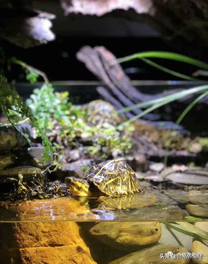新手养小龟苗要注意什么,养殖龟苗要怎样喂食才合理