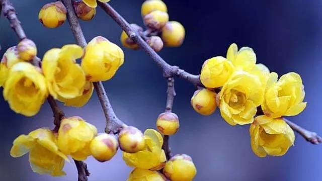 蜡梅还是腊梅小学三年级,蜡梅还是腊梅这些语文常识别弄错