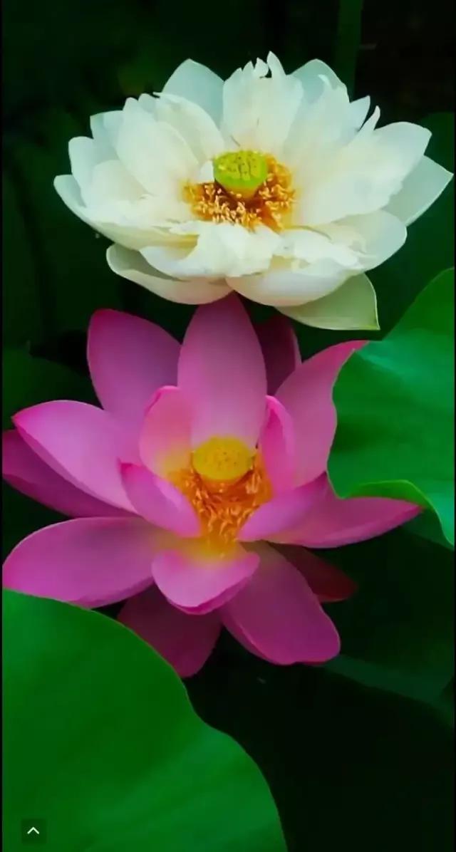 莲花图片大全唯美禅意心境,唯美莲花意境图片静心