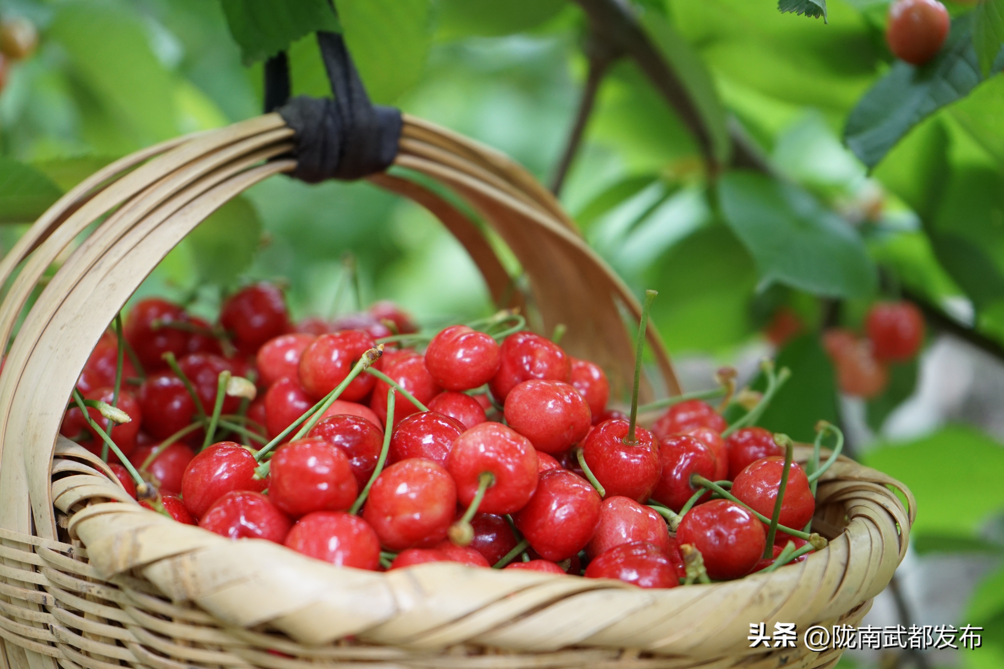 水磨镇车厘子采摘基地,朝阳镇采摘车厘子