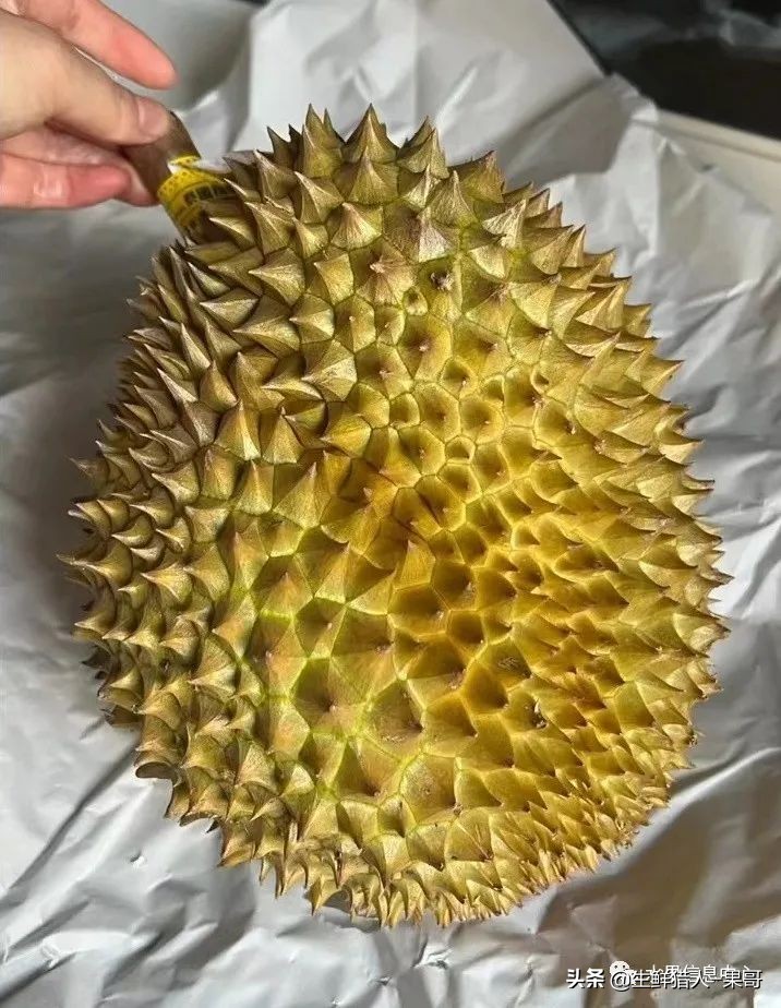 越南当地猫山王榴莲多少钱一斤,越南榴莲知识