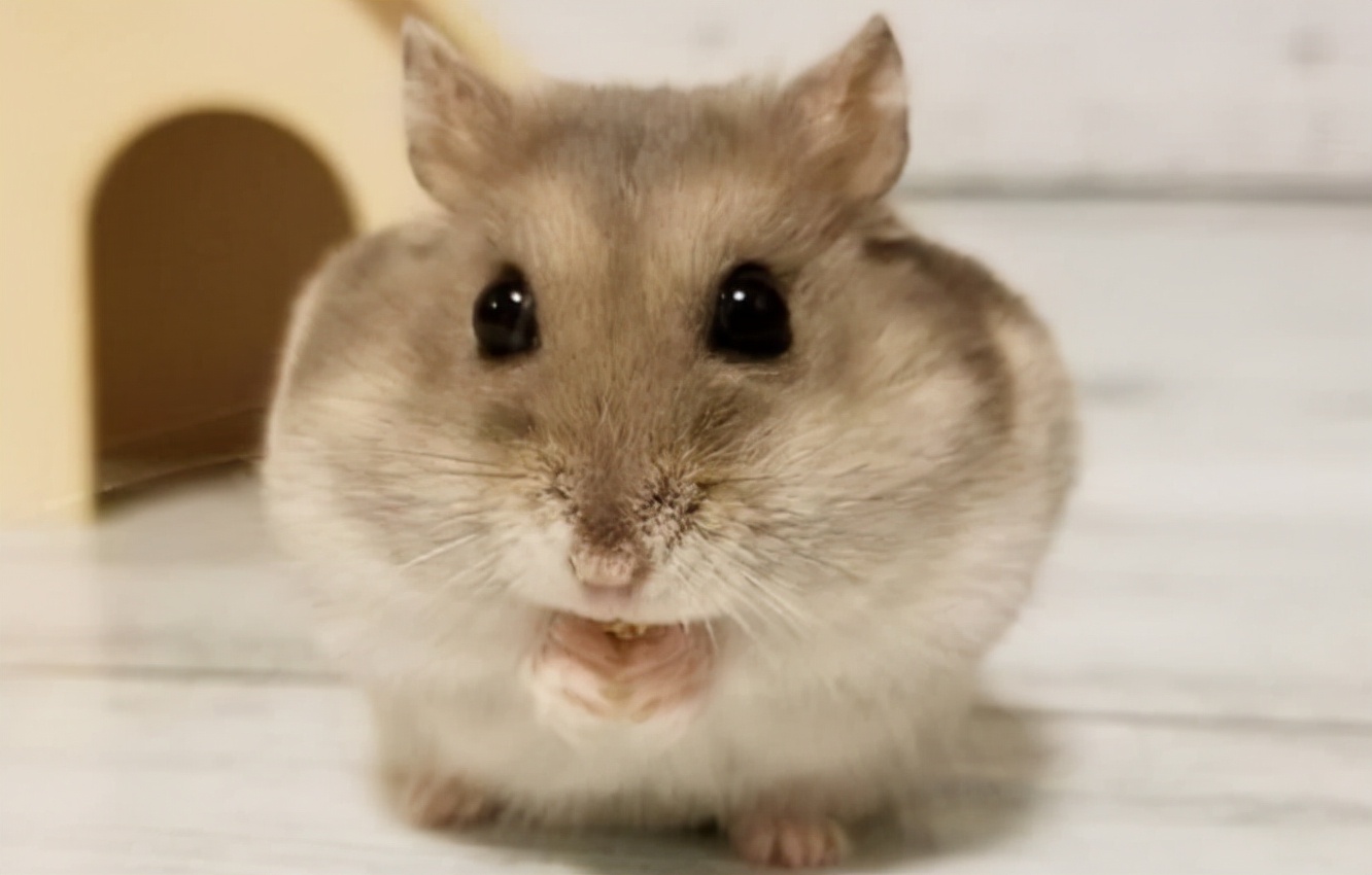 小仓鼠拉稀了应该给他吃什么食物,仓鼠腹泻应该喂食什么食物