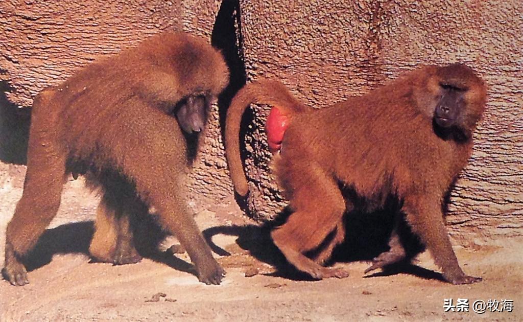 为什么动物都会定期发情，人类女性却要隐藏“发情期”？