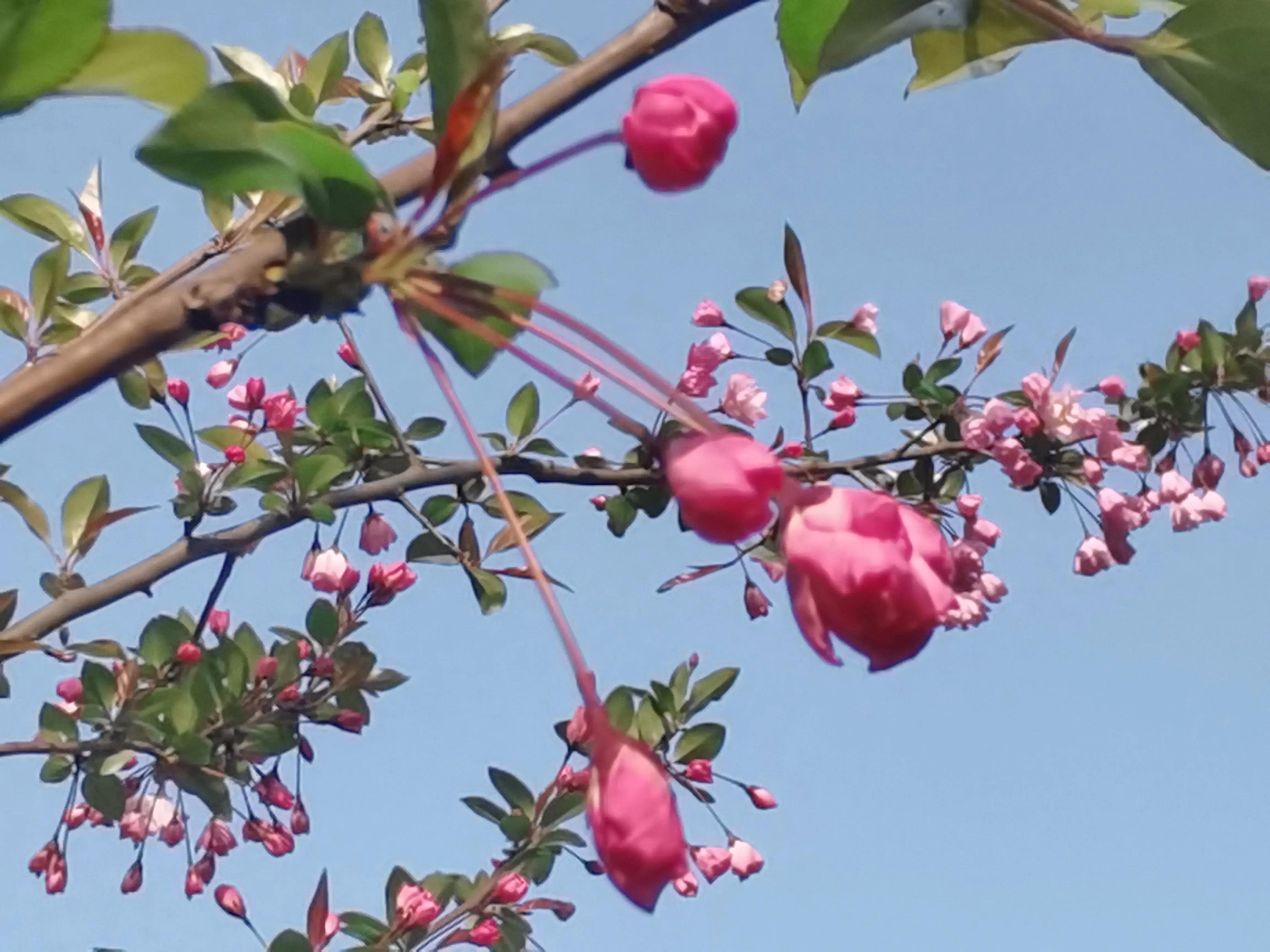 我的抗疫日记之我的生活,我的抗疫日记完整版