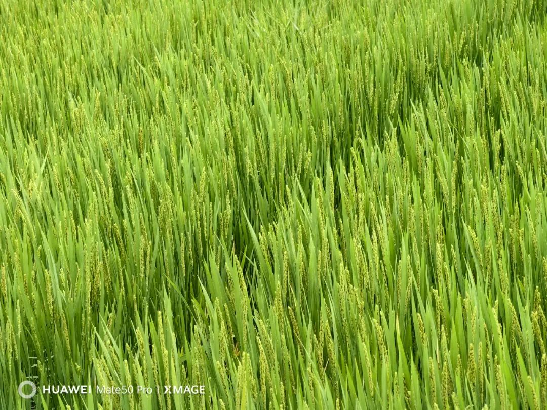 华为mate50pro24年还值得买吗,华为mate50pro只有4g网络吗