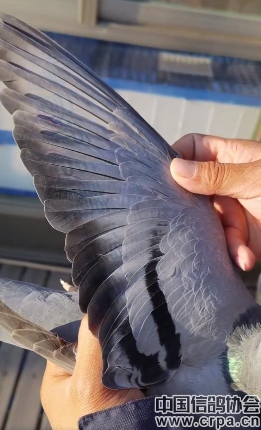 高分速高归巢！“世界杯”唐山阳光站第四关500公里比赛圆满收官