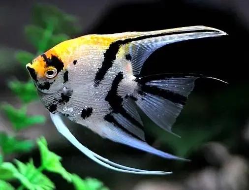 各种漂亮鱼的名称及图片,漂亮可爱的海水观赏鱼