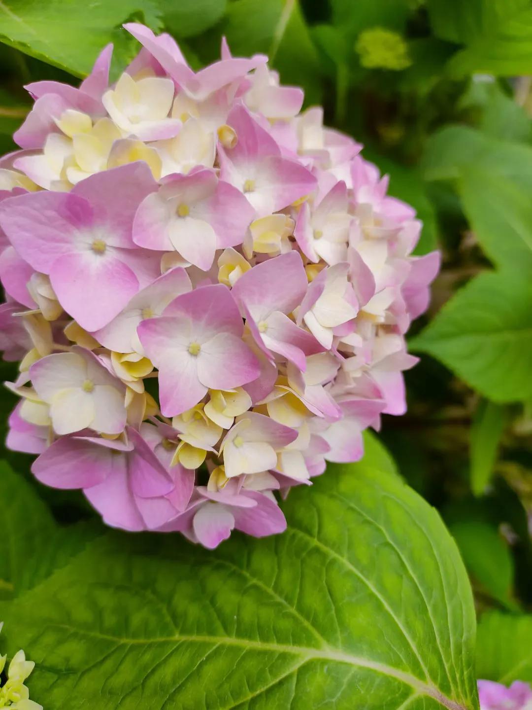 五菱缤果2024价格,五菱缤果落地价是多少