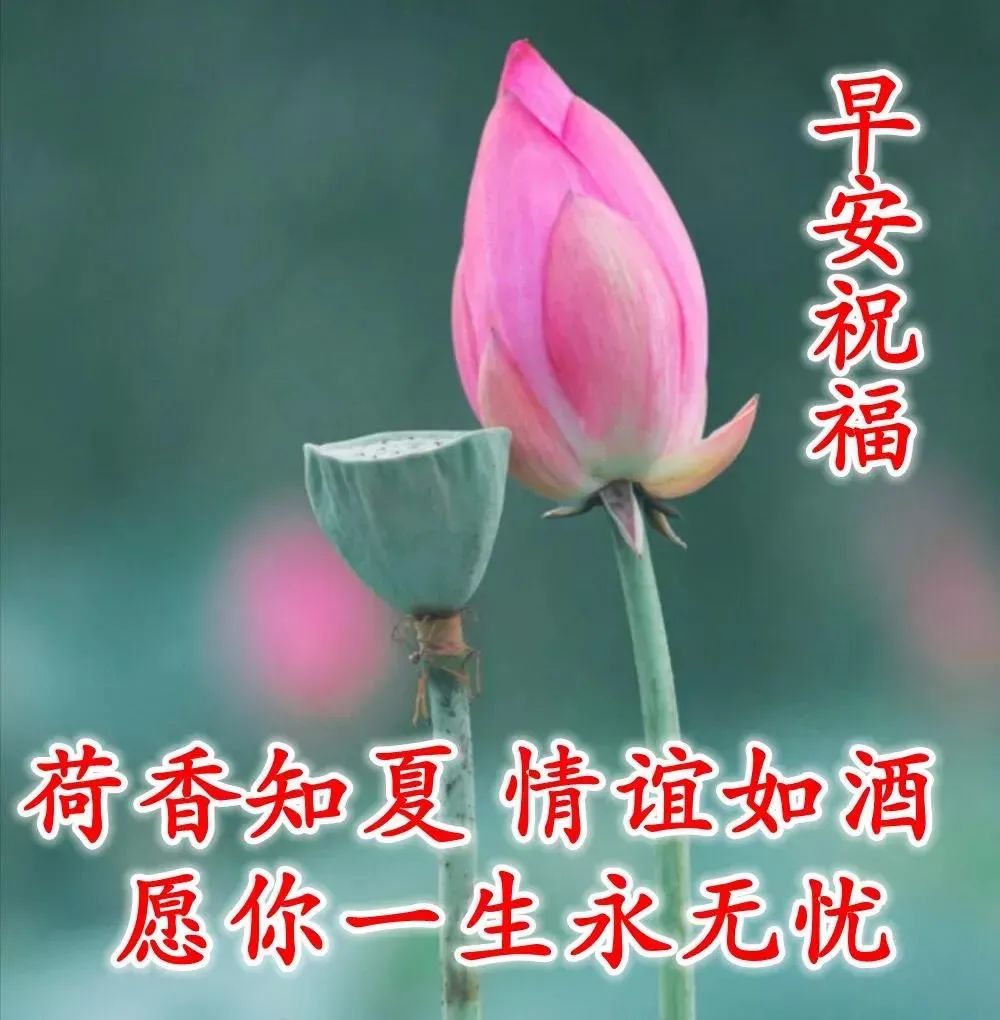 最新最美雨天早上好问候文字图片,夏日里最美的早晨问候图片大全