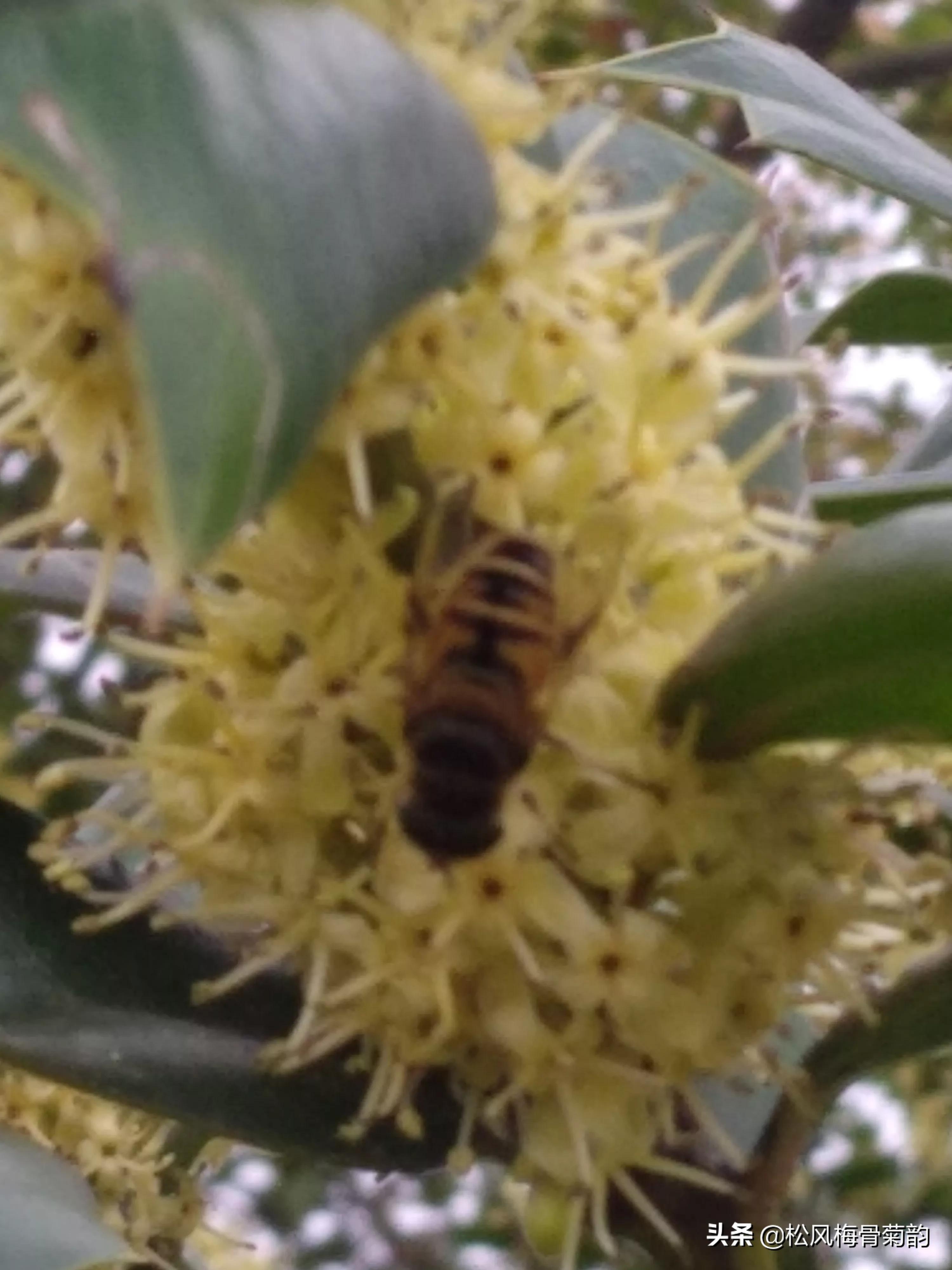 猫儿刺花香,猫儿刺为什么开花不结果