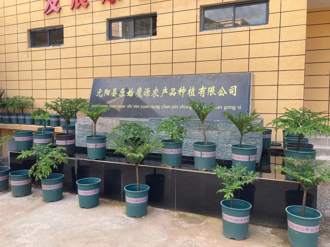 小魔芋成为村里致富新魔力,成县魔芋产业致富增收显魔力