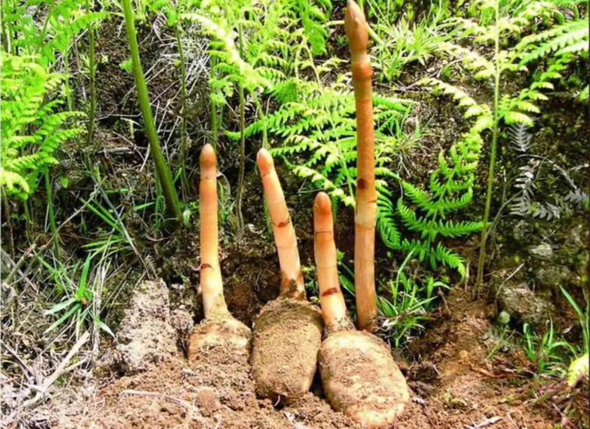 科普天麻知识大全完整版,冬季天麻怎么吃