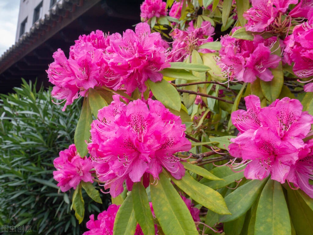 杜鹃花的虫害图片大全大图,养殖杜鹃花常见的虫害有哪些