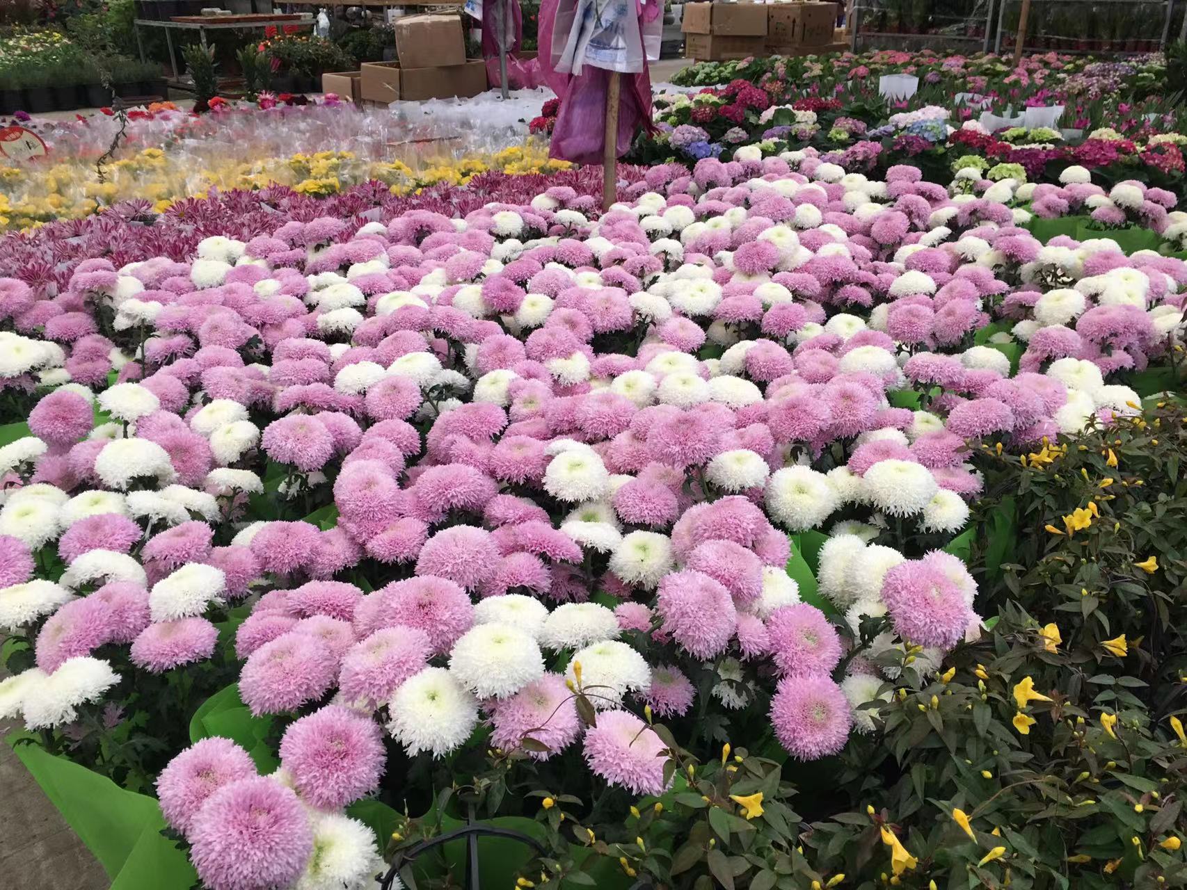 成都春天花卉市场哪里最便宜,成都温江区最便宜的花卉市场