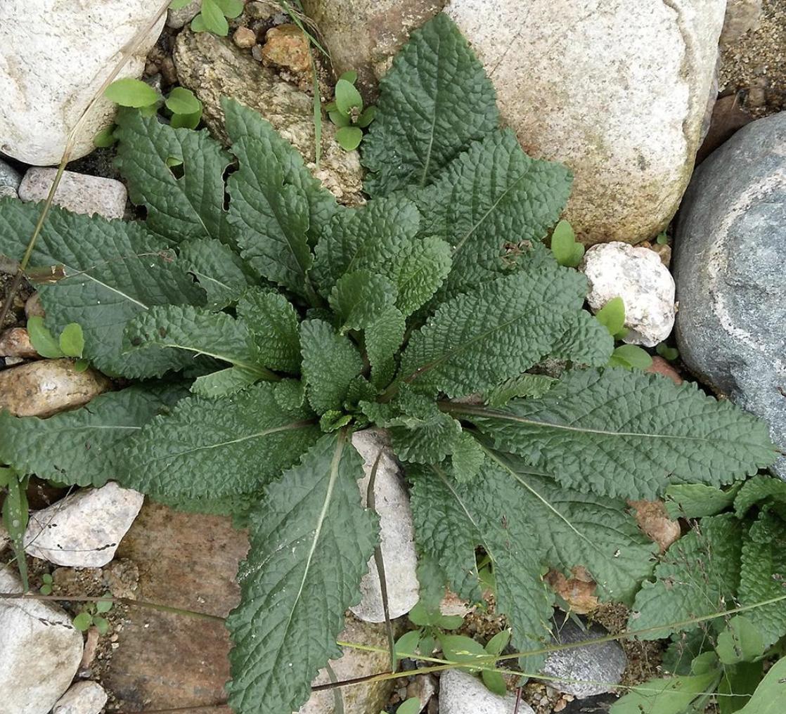 农村常见5种化痰草,消痰草