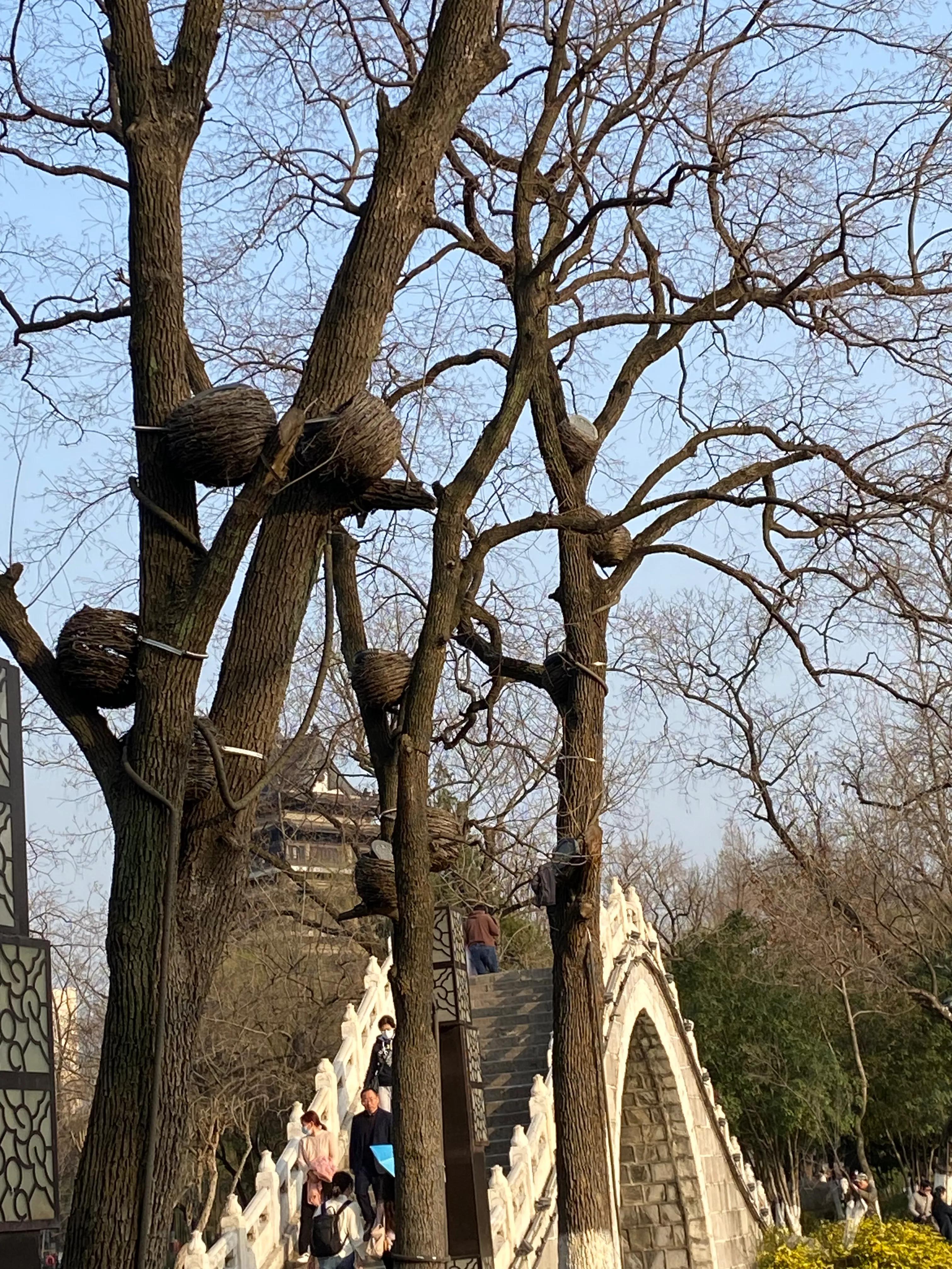 合肥鸟巢位置地图,合肥滨湖的鸟巢图片