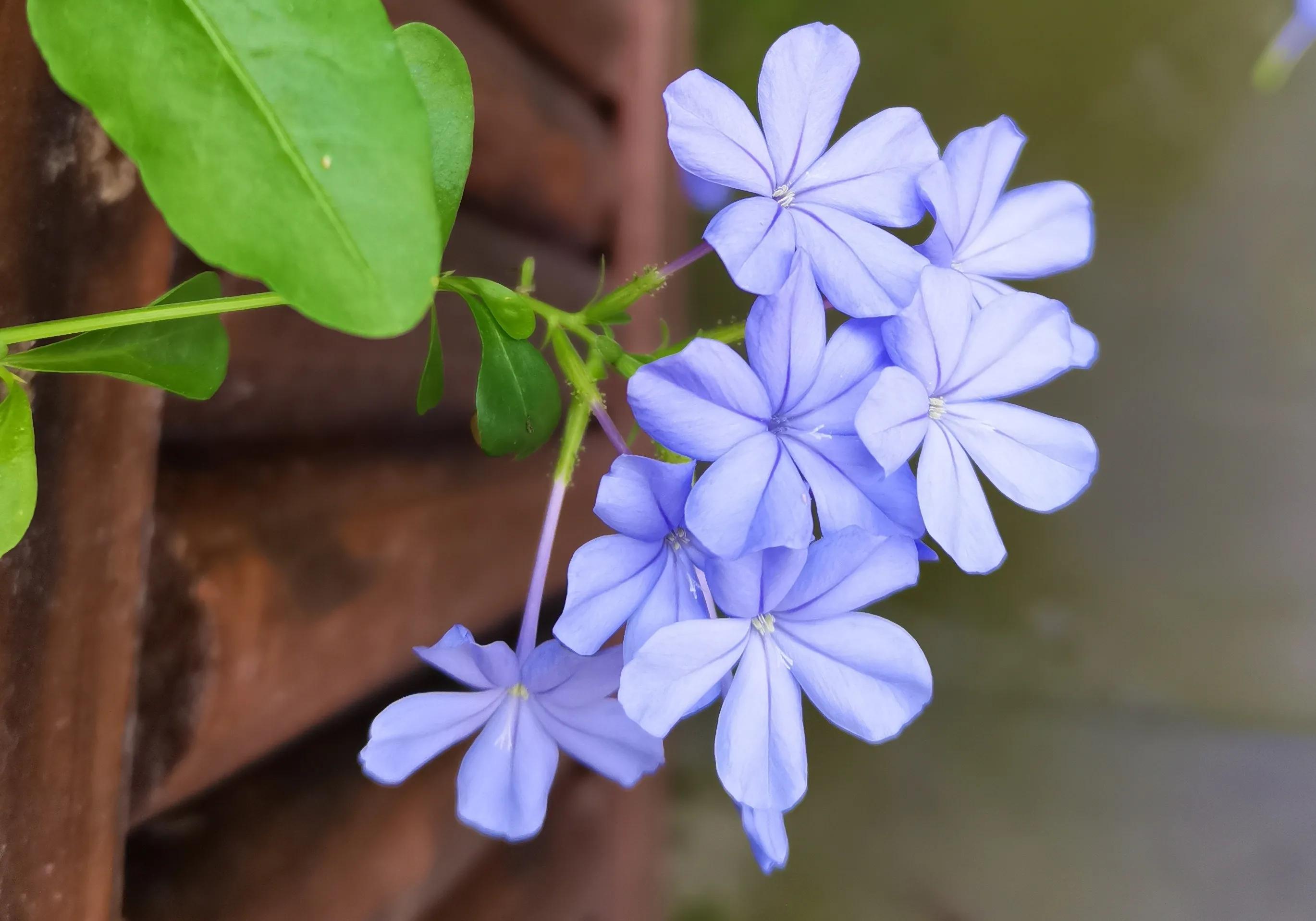 小普陀|苏溪的抉择是等待