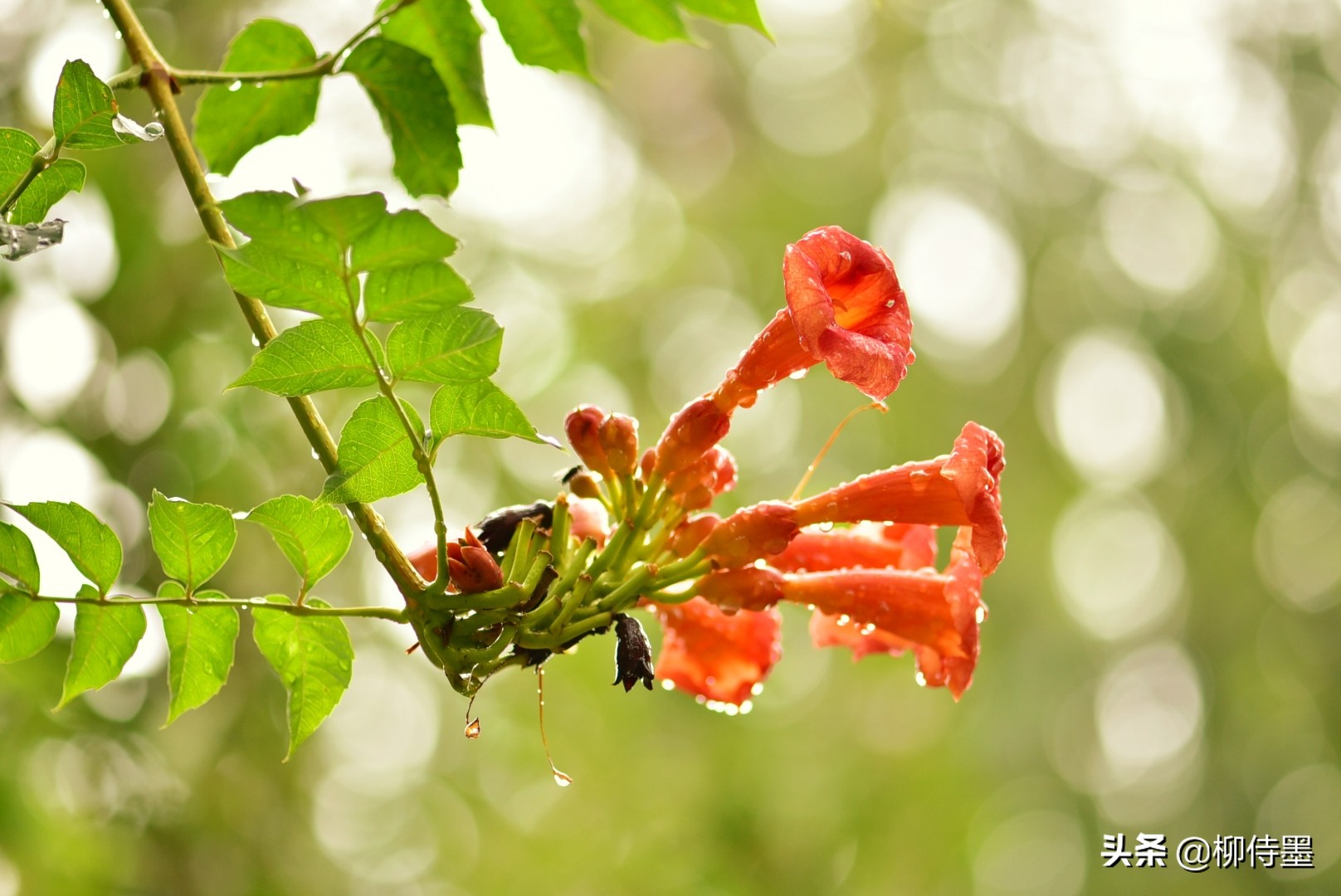 花朵唯美拍照,花朵如何拍摄唯美