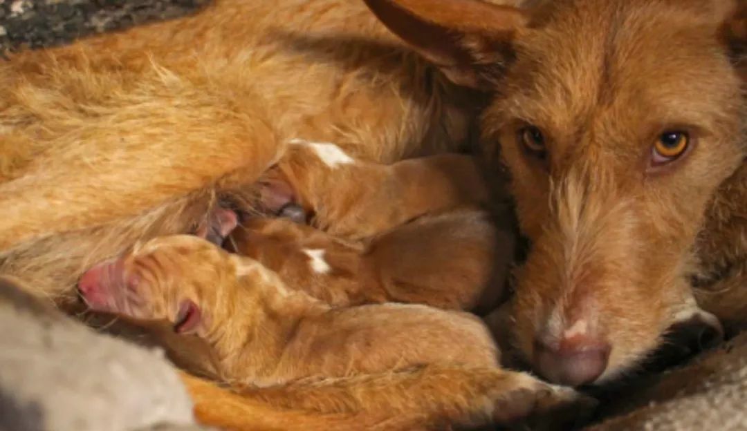 英国狗狗为什么没有狂犬病,英国为啥没狂犬病