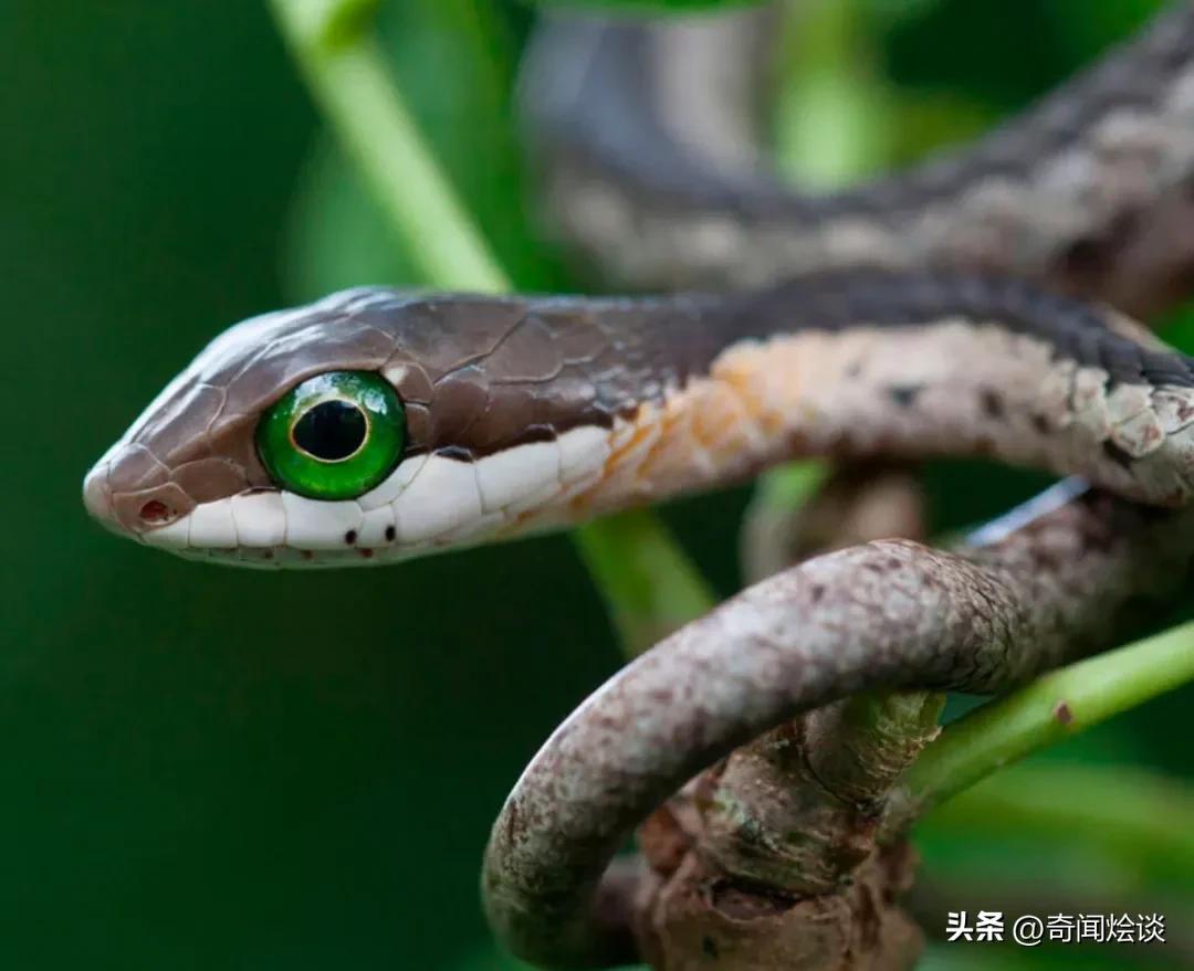 巨蟒捕食真实视频,巨蟒捕食鬣狗视频大全