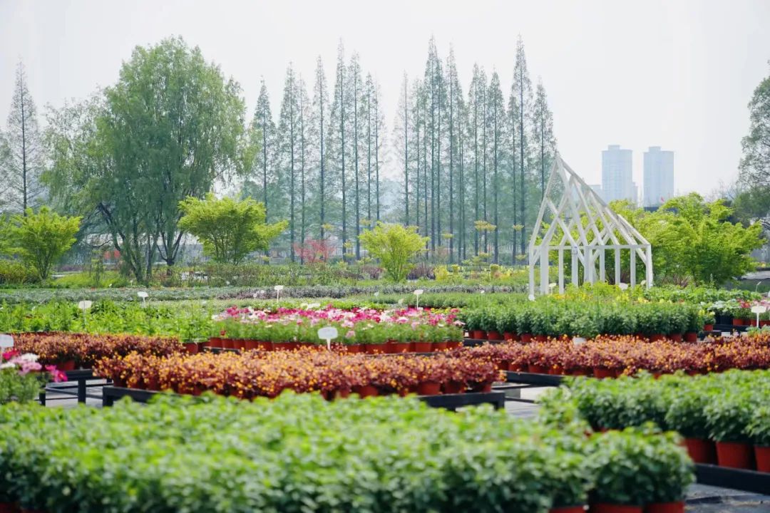 提前盛开！成都市区这个被偏爱的宝藏地又上新，即将刷爆全网