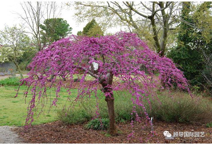 南方人爱不够的紫荆花，北方人懵了：“这哪儿是紫荆花啊？”