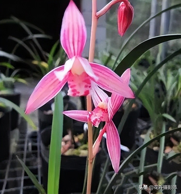 兰花“热议2023”：此兰成为热门选手，却因名字错失人生巅峰