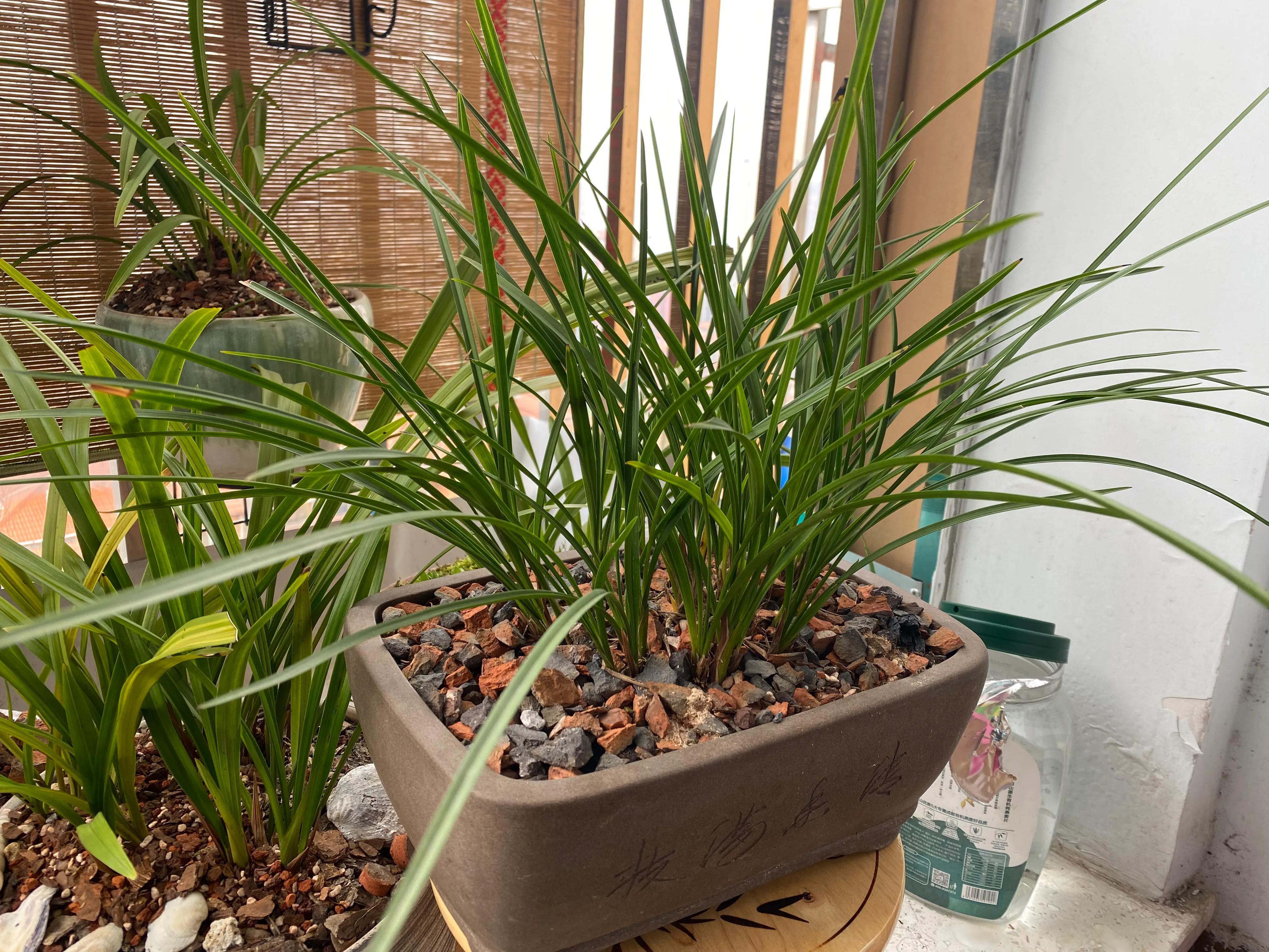 干透浇透还是少浇,浇水为什么要干则干透浇则浇透