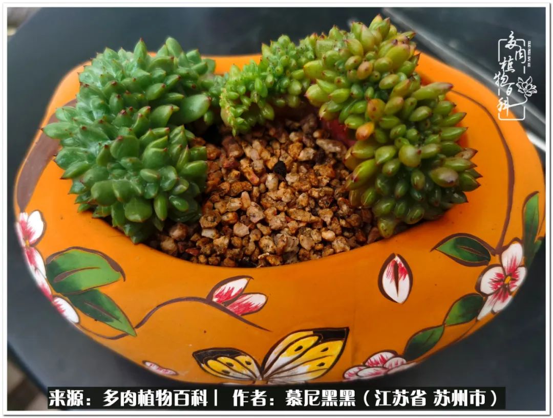 生活需要三分甜,生活需要一半禅意一半烟火