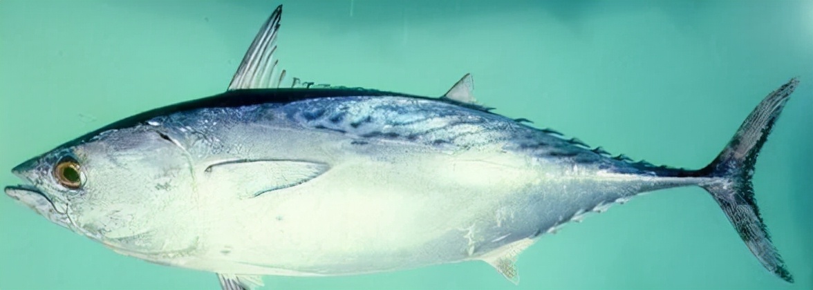 最常见的50种食用鱼吃法和价格,十种常用食用鱼类介绍