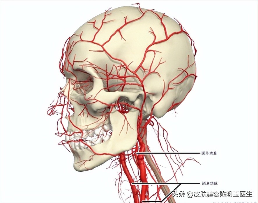 50岁男人脖子上长小肉粒怎么回事,脖子长了一些小肉粒是什么问题
