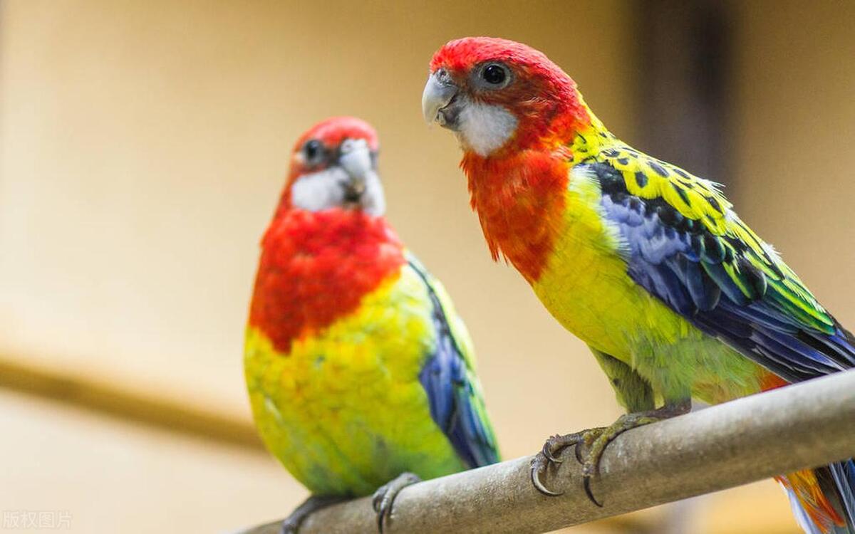 鹦鹉啄羽症治疗方法,小太阳鹦鹉啄羽怎么回事