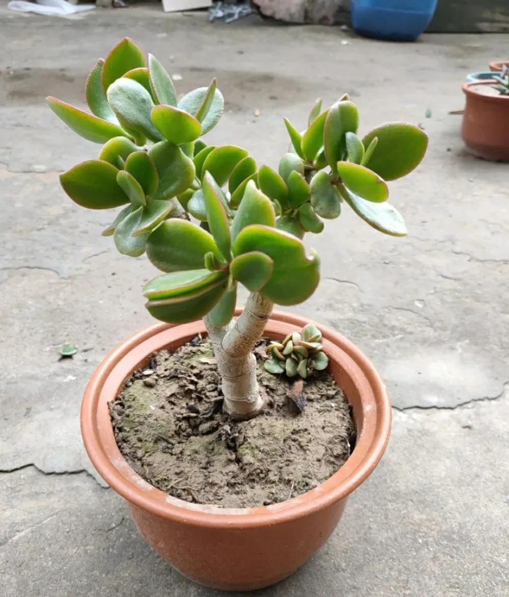 玉树开花儿了可以剪枝吗,玉树砍头老桩利于开花吗