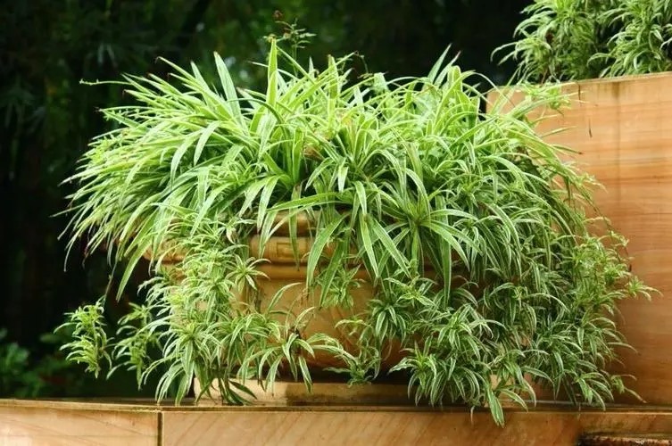 新房装修适合摆放的花,装修完室内放什么花净化空气