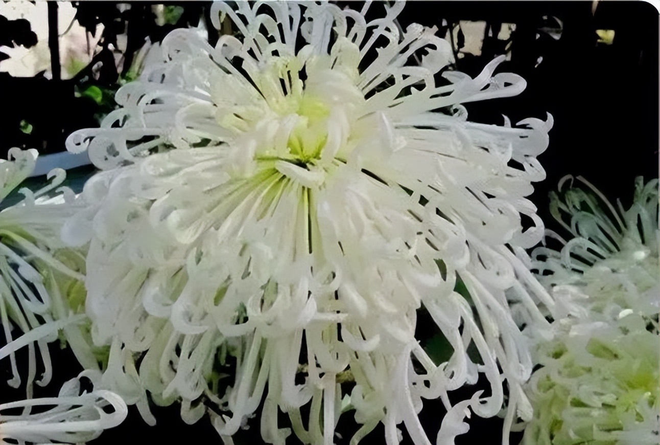 秋花诗词50首,金秋秋菊50种名菊