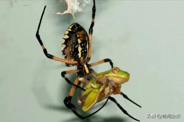 鬣狗捕食动物图片,鬣狗捕杀巨蟒