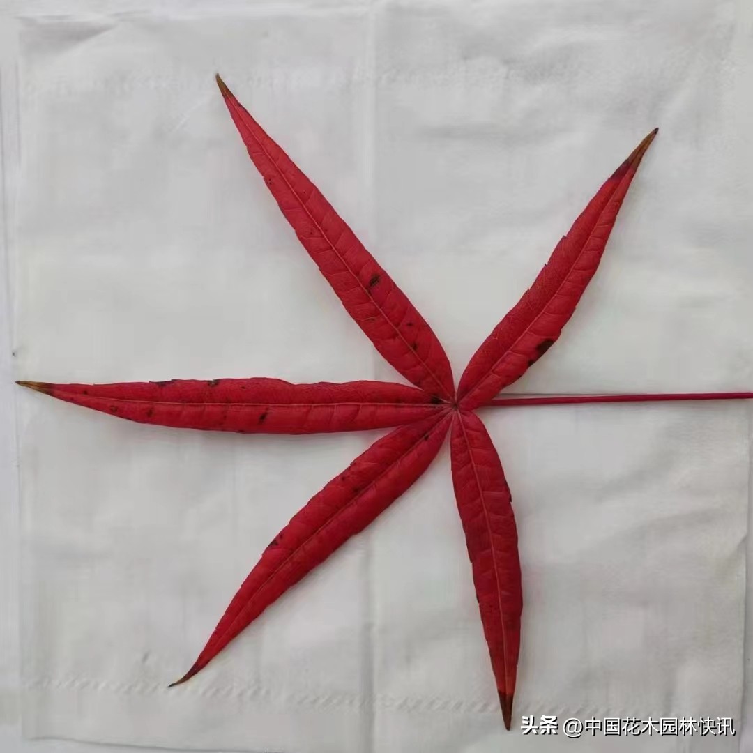 极危植物名单,五小叶槭是不是保护植物