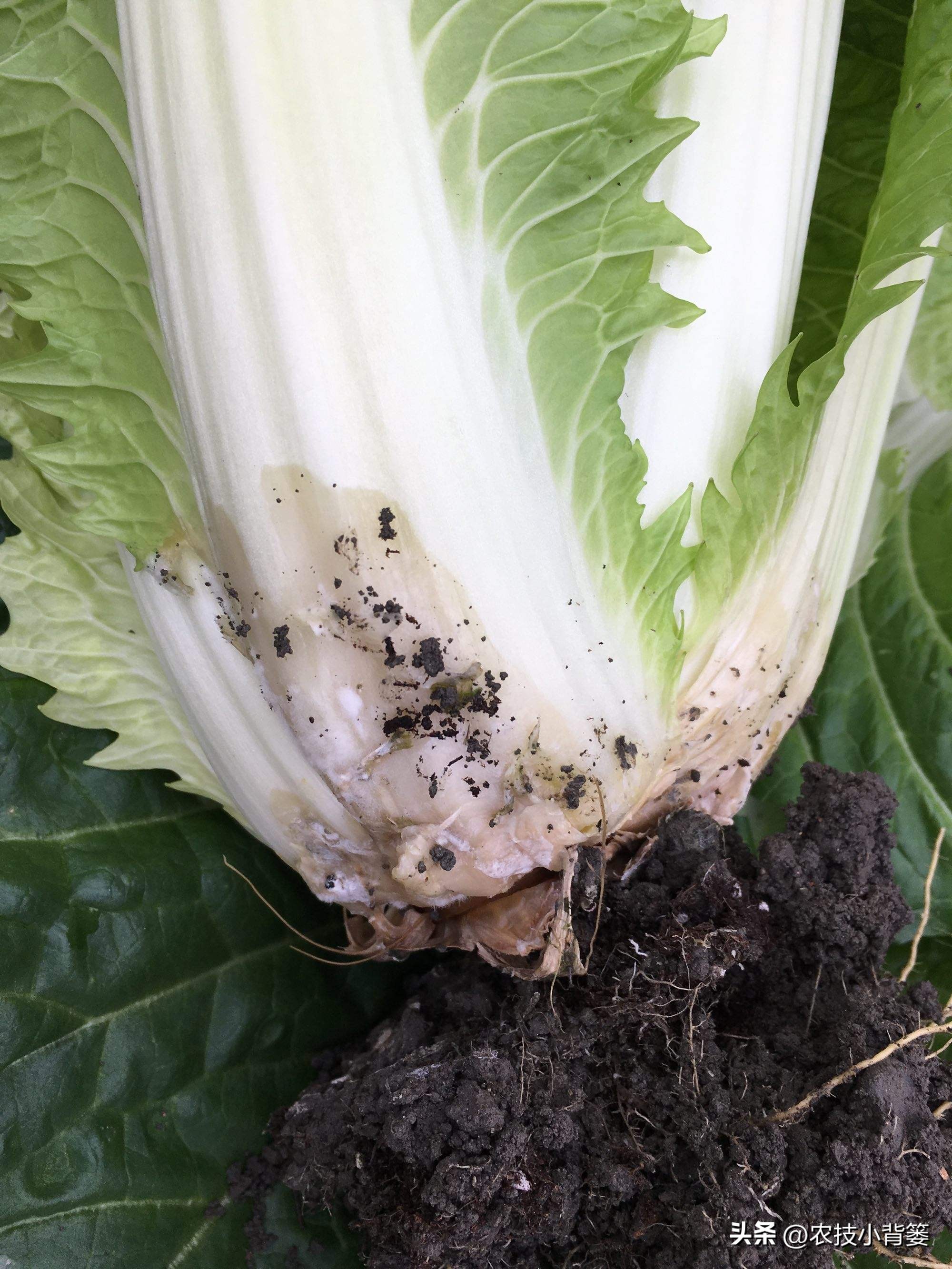 大白菜软腐病怎么防效果好,怎么预防大白菜软腐烂根病