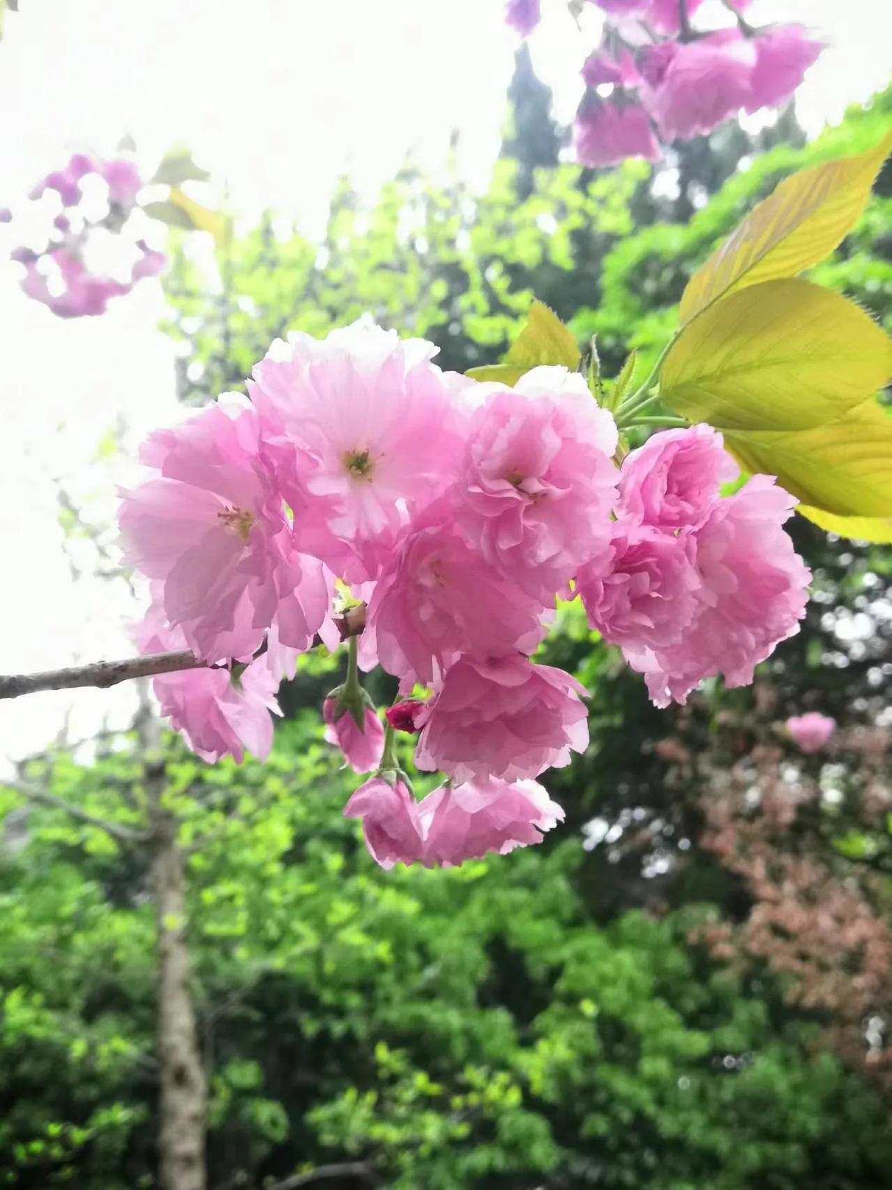 樱花校园鲁迅先生,鲁迅先生您是我的崇拜者
