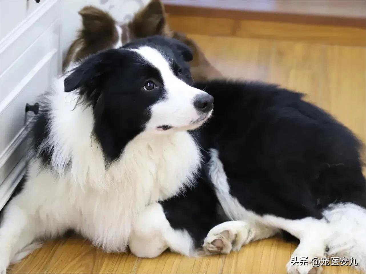 怎么预防狗狗得菜花瘤,狗狗菜花瘤传染人吗