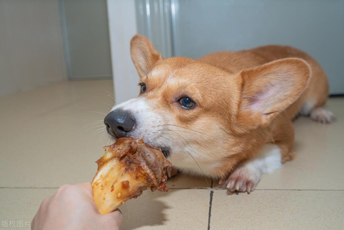 狗好养吗,狗好养还是男孩好养