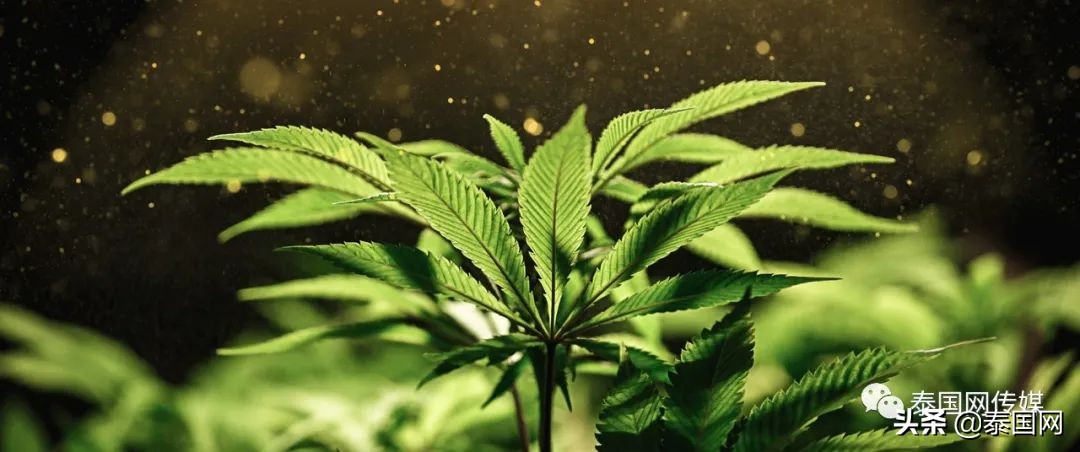 泰国*麻大**合法化5天，翻车了